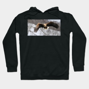 White tailed eagle Hoodie